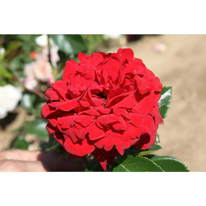 Edelrose - Rosa 'Jugendliebe' ®, Rot - Nahaufnahme einer leuchtend roten Rose mit vielen Blütenblättern, die eine dichte und volle Blüte bilden, umgeben von grünen Blättern.
