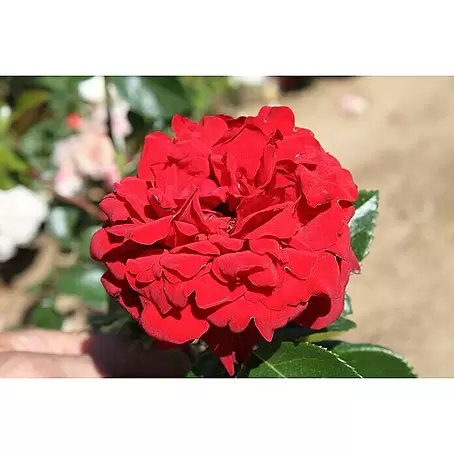 Edelrose