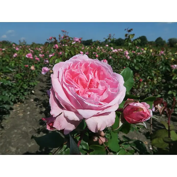 Kletterrose - Rosa 'Kiss Me Kate' -R-, Rosa - Nahaufnahme einer rosa Rose mit Knospe in einem Garten voller Rosensträucher unter blauem Himmel.