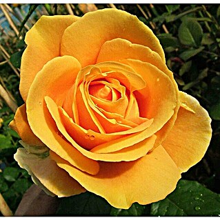 Edelrose (Rosa 'Candlelight'  -R-, Kräftig Gelb)