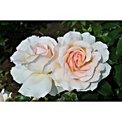 Edelrose (Rosa 'Chandos Beauty'  -R-, Creme) | BAUHAUS