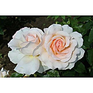 Edelrose (Rosa 'Chandos Beauty'  -R-, Creme)