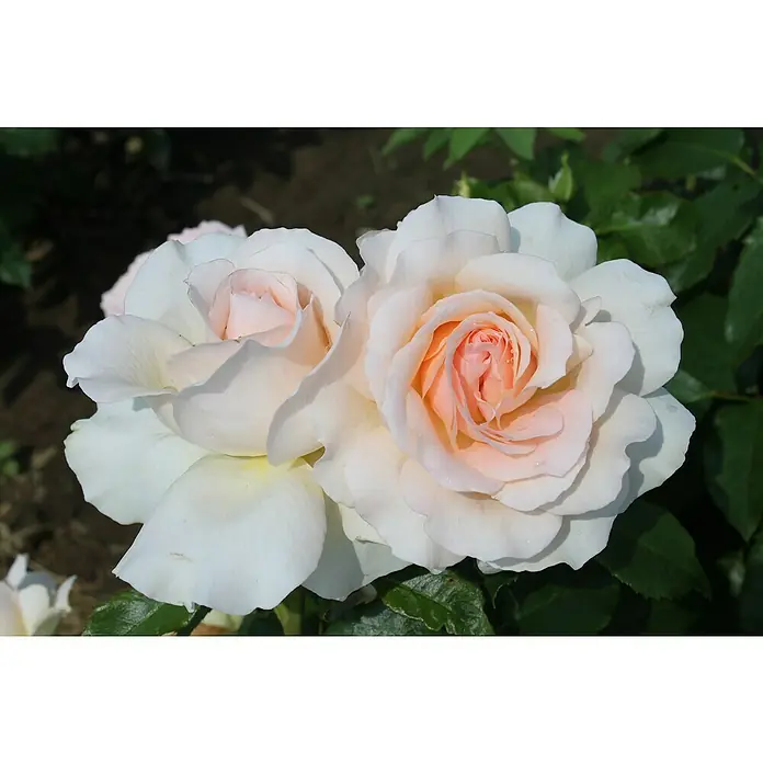 Edelrose - Rosa 'Chandos Beauty' ®, Cremeapricot - Zwei zarte Rosenblüten in Weiß und Pfirsich, die ihre Schönheit im sanften Licht entfalten. Elegante Gartenrosen für ein romantisches Ambiente.