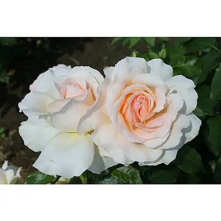Edelrose
