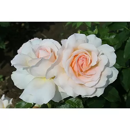 Edelrose