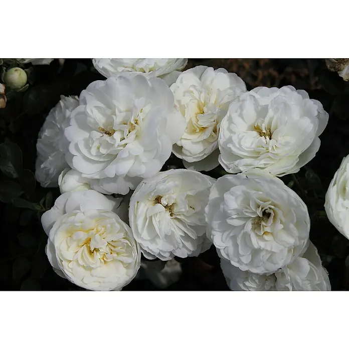 Minirose - Rosa 'White Babyflor', Weiß - Nahaufnahme einer Gruppe üppiger, weißer Rosenblüten, die ihre zarten, cremefarbenen Zentren zeigen, ein Symbol für Reinheit und Anmut.