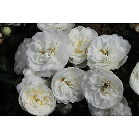 Minirose