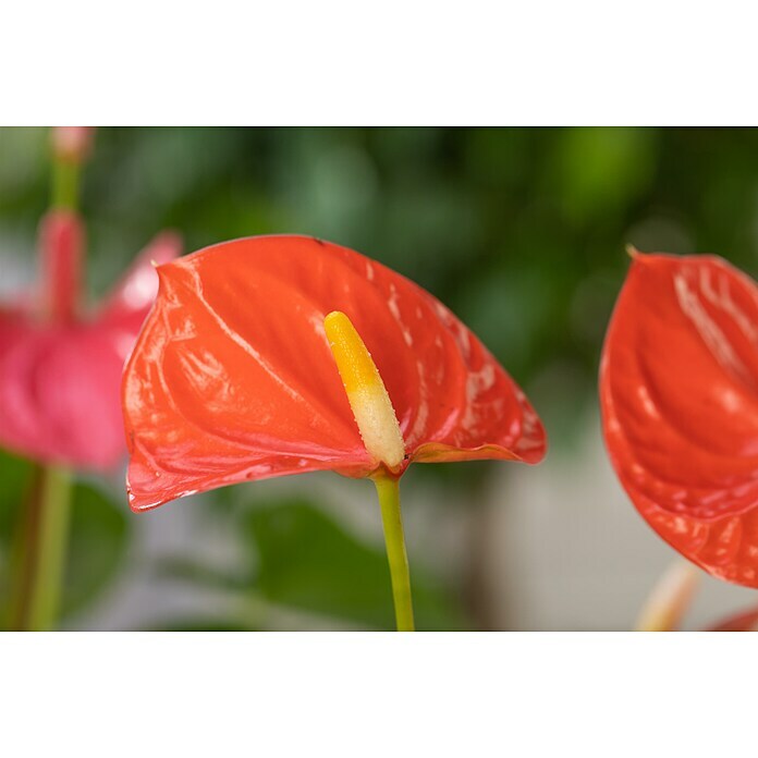 Piardino Flamingoblume (Anthurium x andreanum , Topfgröße: 12 cm, Orange)