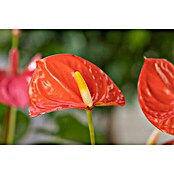 Piardino Flamingoblume (Anthurium x andreanum , Topfgröße: 12 cm, Orange)