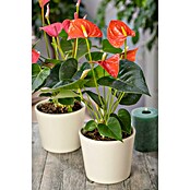 Piardino Flamingoblume (Anthurium x andreanum , Topfgröße: 12 cm, Orange)