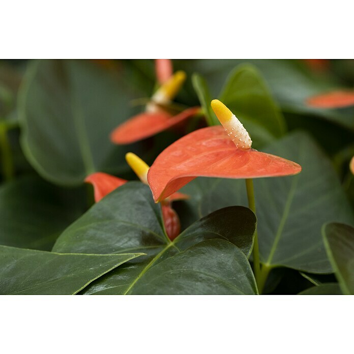 Piardino Flamingoblume (Anthurium x andreanum , Topfgröße: 12 cm, Orange)