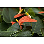 Piardino Flamingoblume (Anthurium x andreanum , Topfgröße: 12 cm, Orange)