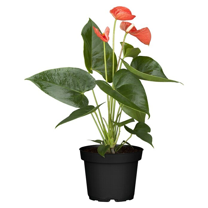 Piardino Flamingoblume (Anthurium x andreanum , Topfgröße: 12 cm, Orange)