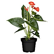 Piardino Flamingoblume (Anthurium x andreanum , Topfgröße: 12 cm, Orange)