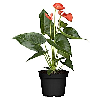 Piardino Flamingoblume (Anthurium x andreanum, Orange)