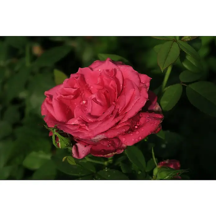 Edelrose - Rosa 'Harald Wohlfahrt', Dunkelrot - Nahaufnahme einer rosafarbenen Rose mit Tautropfen auf den Blütenblättern, umgeben von grünen Blättern im Hintergrund.