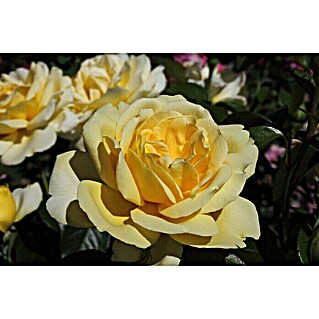 Edelrose (Rosa 'Winter Sun'  -R-, Gelb)