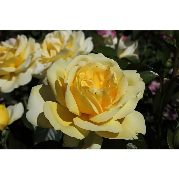 Edelrose - Rosa 'Winter Sun' ®, Gelb - Nahaufnahme einer strahlend gelben Rose im Sonnenlicht, die ihre zarten Blütenblätter und die leuchtende Farbe hervorhebt.
