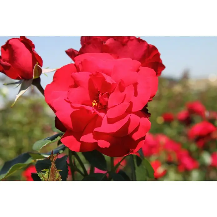 Strauchrose - Rosa 'Grandhotel' -R-, Topfvolumen: 5,5 l, Blutrot - Nahaufnahme einer leuchtend roten Rose mit samtigen Blütenblättern, die im Sonnenlicht erstrahlt, inmitten eines üppigen Gartens.
