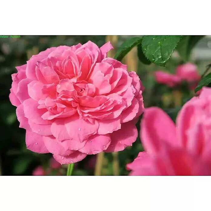 Strauchrose - Rosa 'Saint Exupéry' -R-, Topfvolumen: 6,5 l, Rosa - Nahaufnahme leuchtend pinker Rosen mit feinen Wassertropfen auf den Blütenblättern.