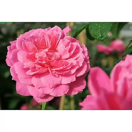Strauchrose