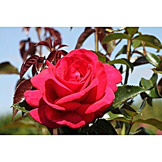 Edelrose (Rosa 'Grande Classe'  -R-, Rot)