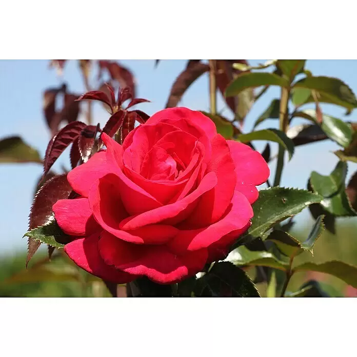 Edelrose - Rosa 'Grande Classe' ®, Dunkelrot - Detailaufnahme