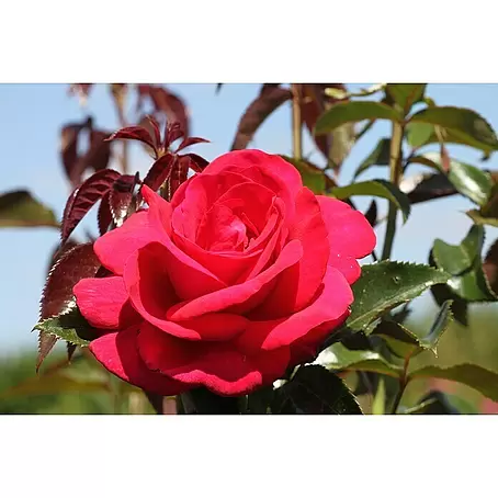 Edelrose