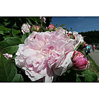 Strauchrose (Rosa 'Jacques Cartier', Topfvolumen: 5,5 l, Rosa)
