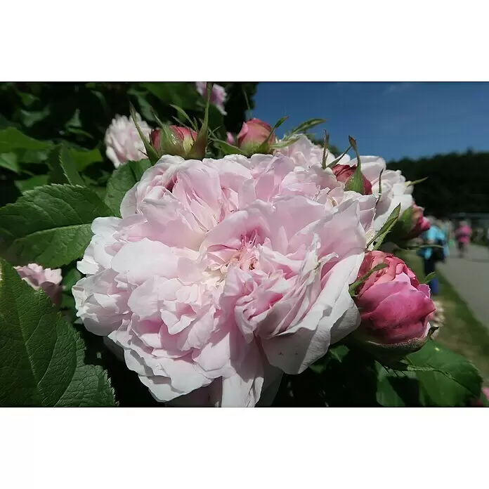 Strauchrose - Rosa 'Jacques Cartier', Topfvolumen: 5,5 l, Rosa - Nahaufnahme von leuchtend rosa Rosen und Knospen in einem sonnigen Garten mit grünen Blättern und unscharfen Personen im Hintergrund.