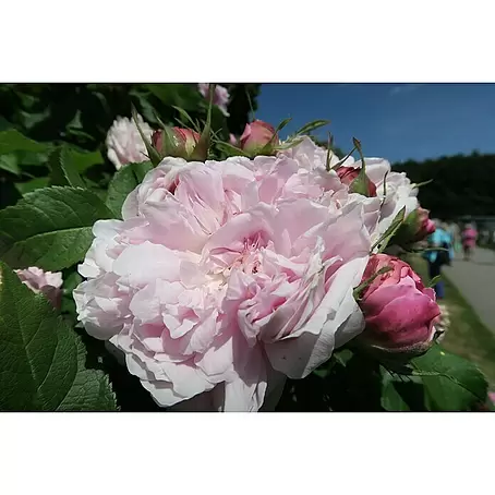 Strauchrose
