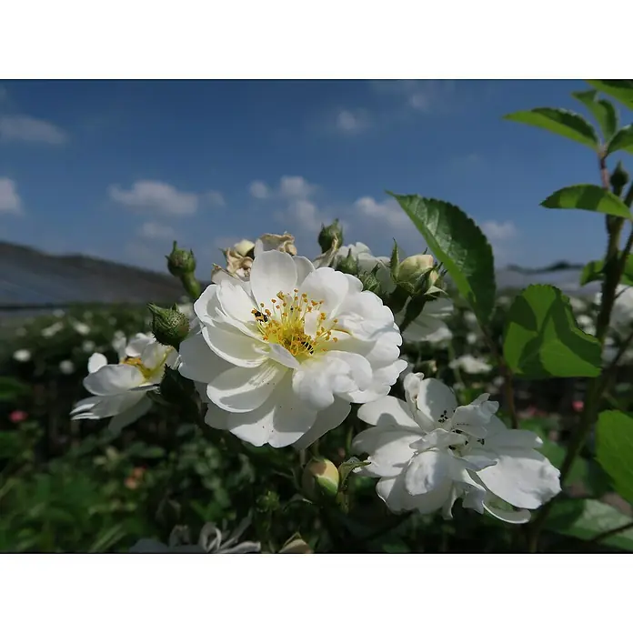 Kletterrose - Rosa 'Guirlande d'Amour' -R- ADR, Weiß - Nahaufnahme einer strahlend weißen Rose mit gelber Mitte, umgeben von Knospen und grünen Blättern vor blauem Himmel.