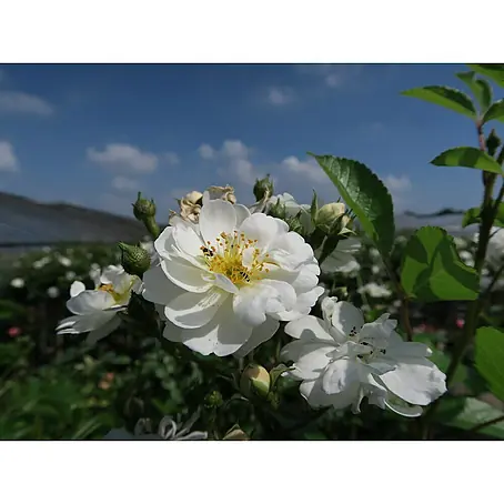 Kletterrose