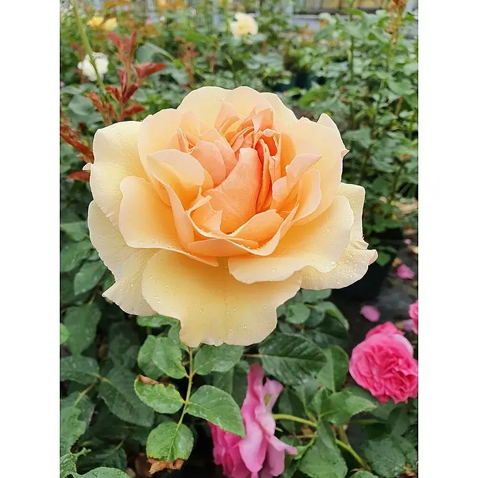 Strauchrose - Rosa 'Mystic' -TM-, Topfvolumen: 4,5 l, Gelb - Nahaufnahme einer apricotfarbenen Rose mit zarten Blütenblättern und Wassertropfen, umgeben von üppigem Grün. Perfekt für den Garten.