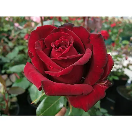 Edelrose
