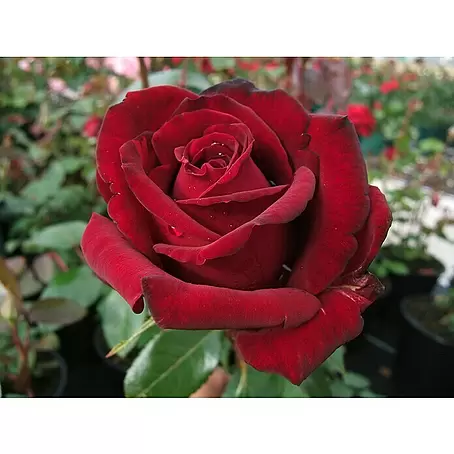 Edelrose