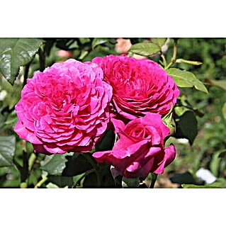 Edelrose (Rosa 'Johann Wolfgang v Goethe Rose', Purpurviolett)