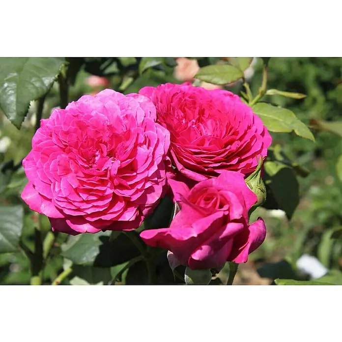 Edelrose - Rosa 'Johann Wolfgang v Goethe Rose', Purpurviolett - Nahaufnahme von drei leuchtend pinkfarbenen Rosenblüten mit üppigen Blütenblättern, umgeben von grünen Blättern.