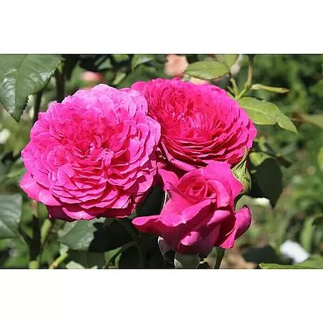Edelrose