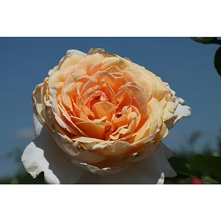 Edelrose