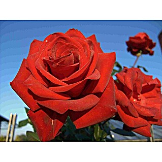 Edelrose (Rosa 'Herz Ass'  -R-, Rot)