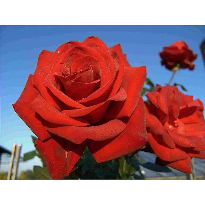 Edelrose - Rosa 'Herz Ass' ®, Rot - Nahaufnahme von leuchtend roten Rosenblüten vor einem strahlend blauen Himmel, die die Schönheit und Intensität der Blüten hervorhebt.
