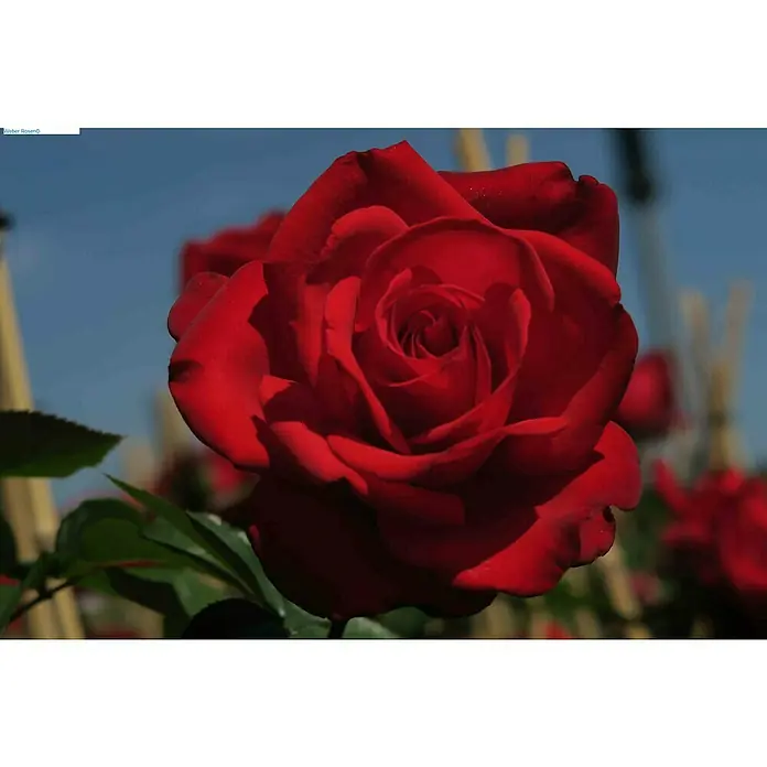 Edelrose - Rosa 'Grande Amore' ® ADR, Dunkelrot - Nahaufnahme einer strahlend roten Rose mit samtigen Blütenblättern, ein Symbol für Liebe und Leidenschaft, vor blauem Himmel.