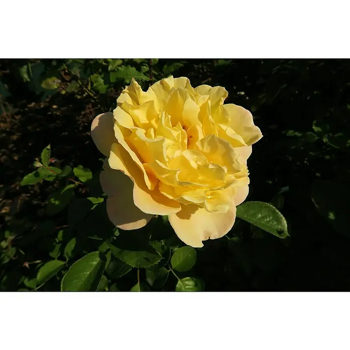Strauchrose - Rosa 'Nadia Zerouali ' -TM-, Topfvolumen: 4,5 l, Gelb - Eine Nahaufnahme einer leuchtend gelben Rose, deren Blütenblätter dicht und üppig sind, umgeben von grünen Blättern.