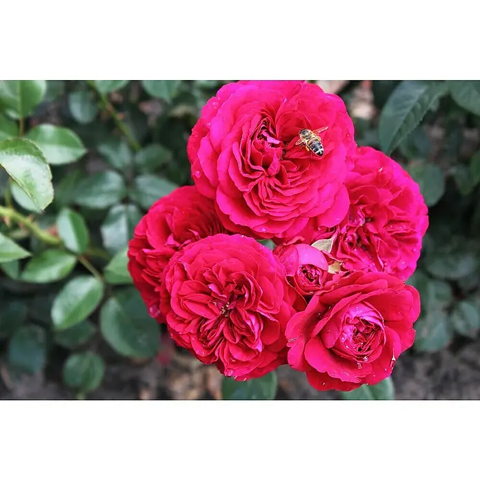 Beetrose - Rosa 'Bordeaux' ®, Rot - Nahaufnahme von roten Rosenblüten mit einer Biene, die den Nektar der Blüten genießt. Perfekt für Naturliebhaber!