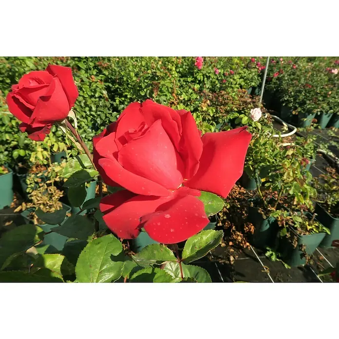 Edelrose - Rosa 'Grande Amore' ® ADR, Dunkelrot - Nahaufnahme von zwei roten Rosenblüten vor einem verschwommenen Hintergrund aus Grünpflanzen und Topfpflanzen. Die Blütenblätter sind samtig und leuchtend rot.
