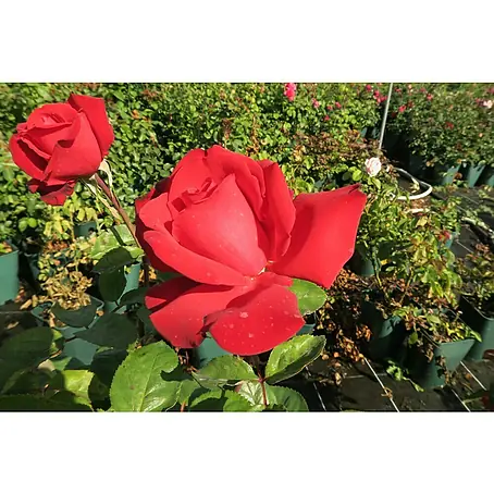 Edelrose