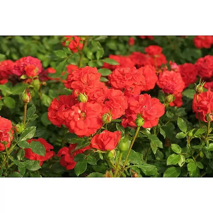 Minirose - Rosa 'Zwergenfee 09' -R-, Orangerot - Lebendige rote Rosen blühen in einem Garten, mit grünen Blättern und einigen geschlossenen Rosenknospen.