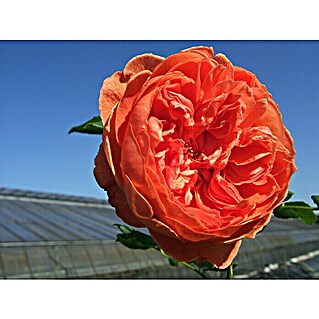 Strauchrose (Rosa 'Summer Song'  -R-, Topfvolumen: 5,5 l, Orangerot)