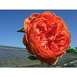 Strauchrose (Rosa 'Summer Song' -R-, Topfvolumen: 5,5 l, Orangerot)